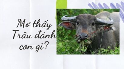 Mơ thấy trâu thì nên đánh đề số nào?